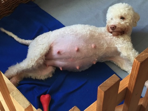 2016-12-03 Adele 59 Tg